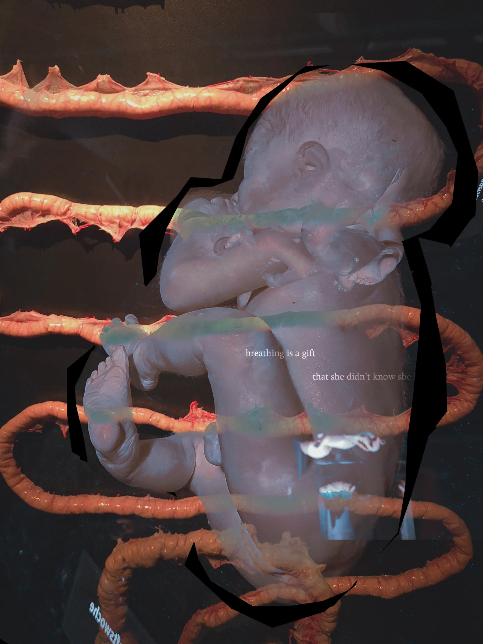 digital photo manipulation of a foetus specimen with intestines overlayed